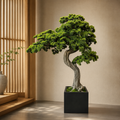 Riesenbonsai in schwarzem mattem Übertopf für stilvolle Innenräume | Lichtvella