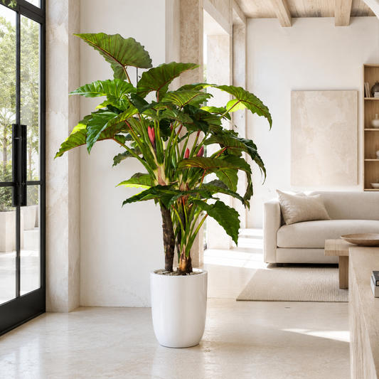Alocasia Red Prince in Übertopf Ben XL Weiß lackiert für stilvolle Innenräume | Lichtvella