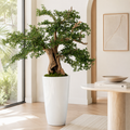 Schwarzer Oliven-Bonsai in Übertopf Belle Weiß lackiert für stilvolle Innenräume | Lichtvella
