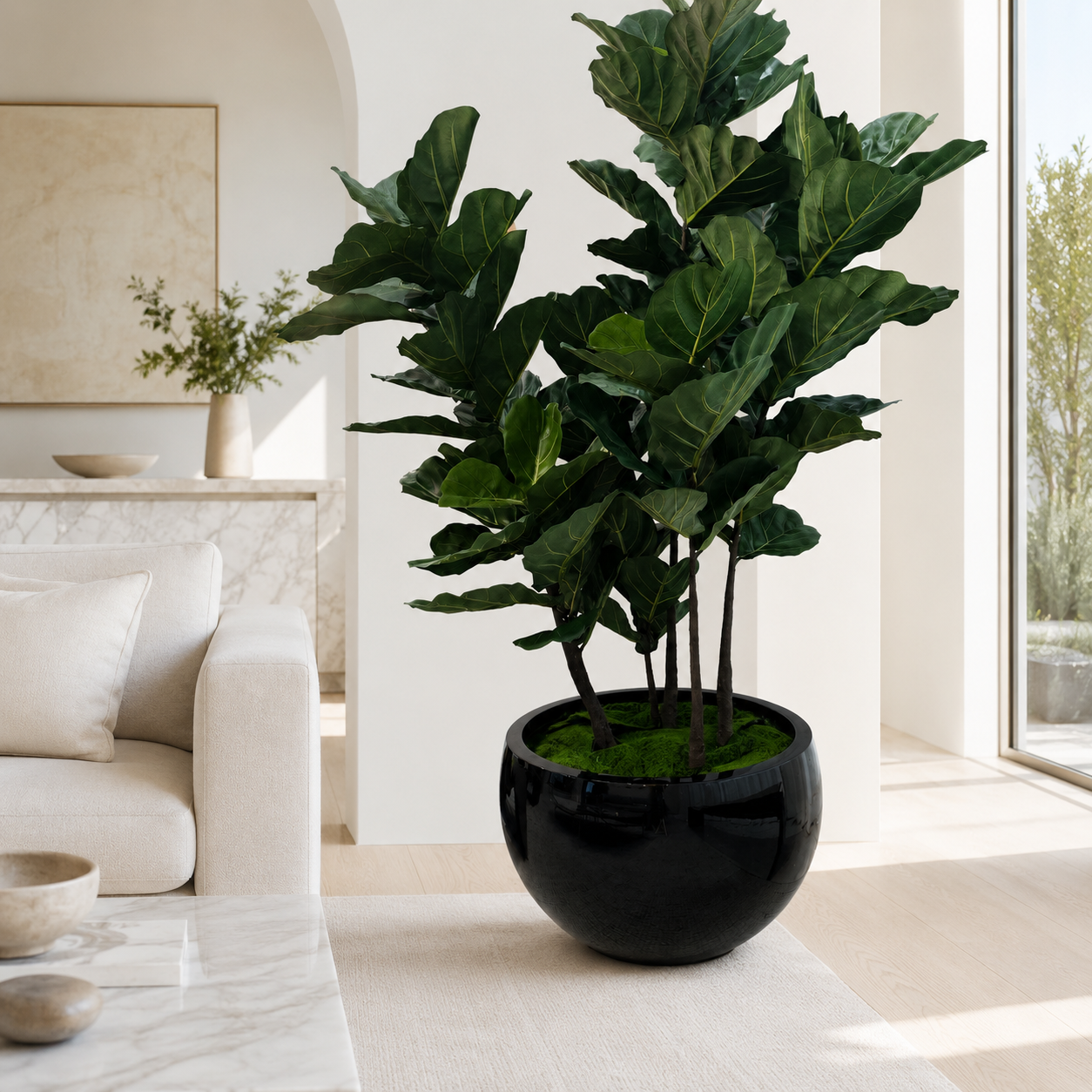 Ficus lyrata in schwarzem Übertopf Terragona für stilvolle Innenräume | Lichtvella