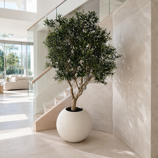 Olivenbaum in Vase Globe Beige matt für stilvolle Innenräume | Lichtvella