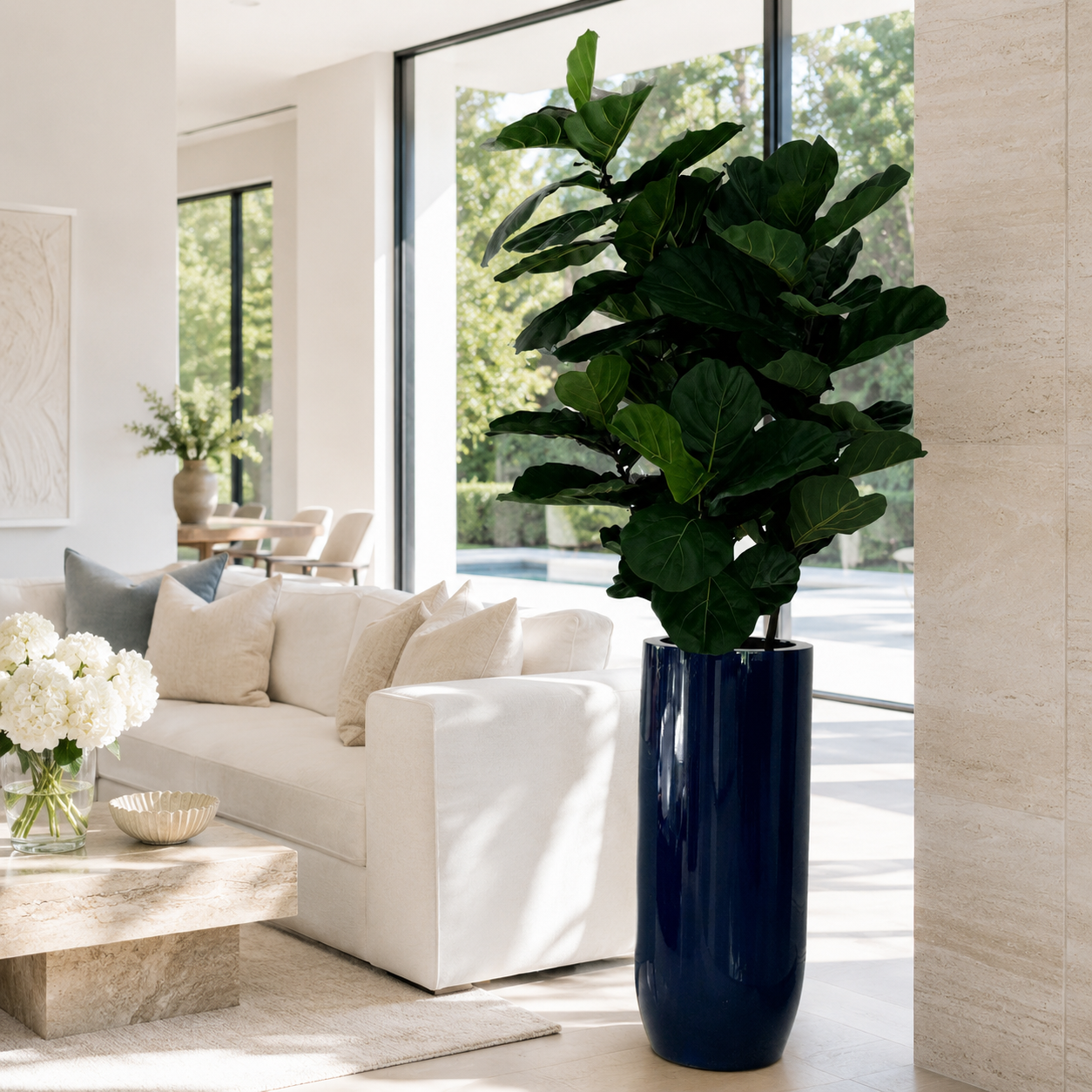 Ficus lyrata in Übertopf St. Tropez Kobaltblau glänzend für stilvolle Innenräume | Lichtvella
