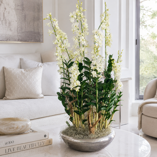 Dendrobium-Orchideen in silbernem Übertopf Avenue für stilvolle Innenräume | Lichtvella